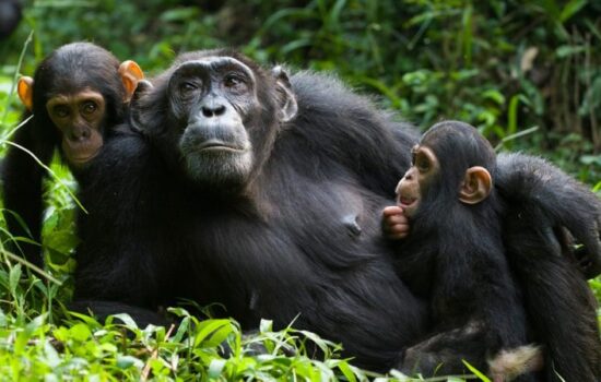 Chimpanzee Tracking in Budongo