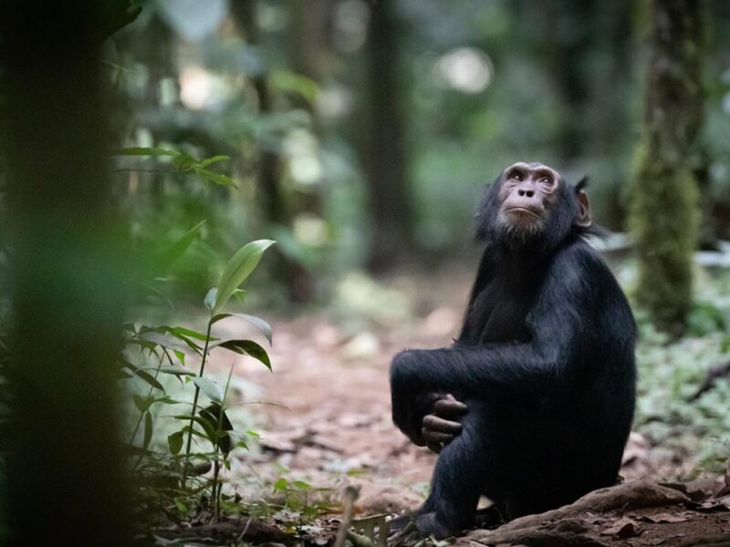 Chimpanzee Tracking in Budongo Forest
