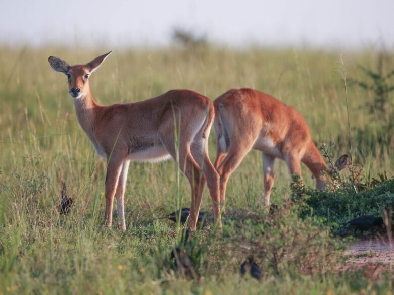 Kob Antelope
