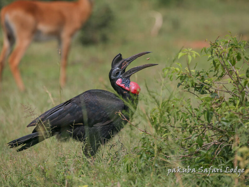Birding Excursions in Murchison Falls